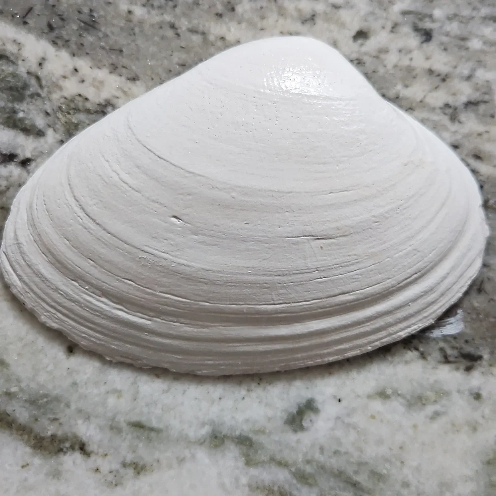 Decorative Blue and White‎ Crab Shell Trinket Dish Stocking Stuffer